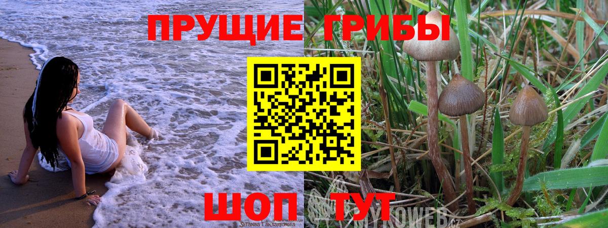 Псилоцибиновые грибы Cubensis Рославль